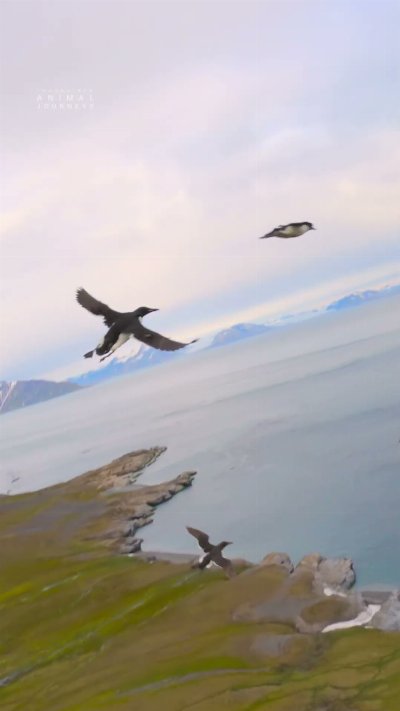 Time to spread your wings and fly 🤩 #IncredibleAnimalJourneys