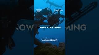 Hammerhead Sharks Up Close NOW STREAMING