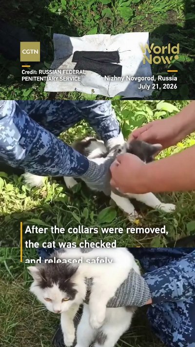 Cat caught carrying drugs to Russian prison #worldnow