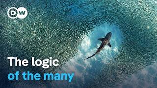From bees to robots: The new power of swarm intelligence | DW Documentary