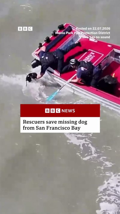 Missing dog rescued in San Francisco Bay. #BBCNews