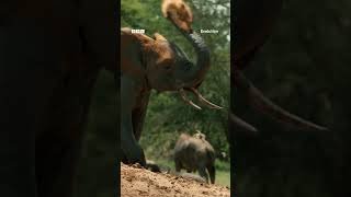 Travel through 4 billion years in BBC Earth Science’s Evolution with Chris Packham 🌏  #Shorts #BBC