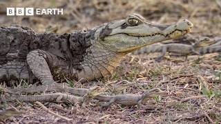 A Mother’s Journey to Save Babies | BBC Earth Science