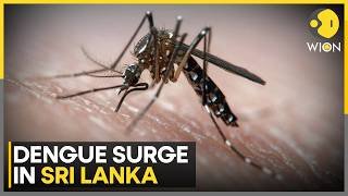 Sri Lanka: Dengue Cases Cross 66,000 Mark, 46 Dead | WION