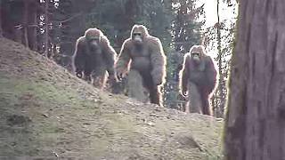 Real Sasquatch Encounters Caught On Camera That Changed Everything - Part 2