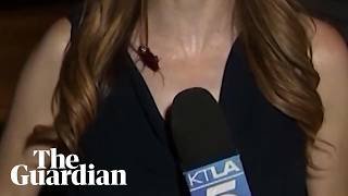 Giant cockroach lands on reporter during broadcast