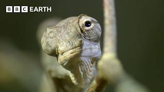 A Chameleon's Race Against Time | Madagascar | BBC Earth
