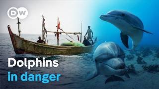 Illegal dolphin hunting | DW Documentary