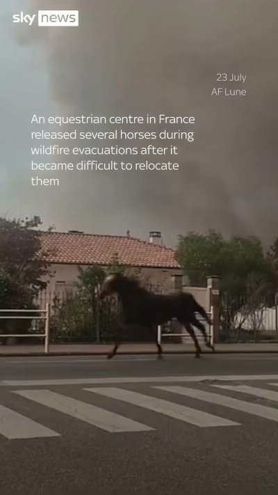 Horses gallop away during wildfire evacuations