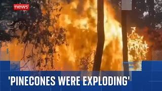 'Exploding pinecones' exacerbating wildfires in France, says eyewitness