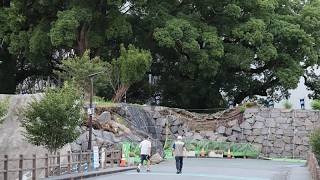 Live: Magnitude-7.1 earthquake hits Japan's Kumamoto as rescue operations continue