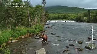 The fattest bear in Alaska? 'Backpack' takes out 2026 Fat Bear title