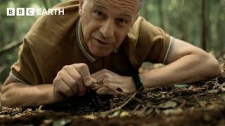 How This Creature Evolved to Become a ‘Killing Machine’ | Evolution | BBC Earth Science