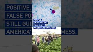 Positive and then false positive: America's lettuce mess