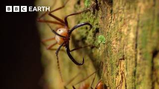 Inside A Huge Colony Of Army Ants | Expedition Guyana | BBC Earth