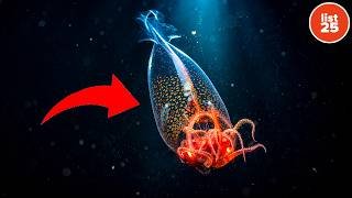 25 Massive Sea Creatures Caught on Camera