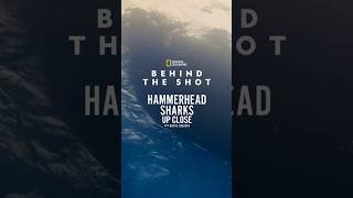 Behind the Shot: Rebreather #HammerheadSharksUpClose
