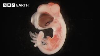 How Reptiles ‘Reinvented Sex’ | Evolution | BBC Earth Science
