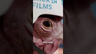 Why A Chicken's Head Is So Stable 🤔