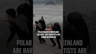 Polar bears in Greenland are rare - but scientists are taking no chances