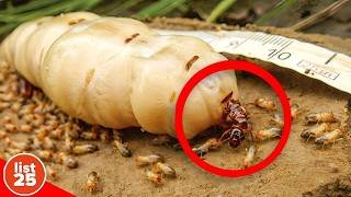 100 Animal Facts That Will Completely Rewire Your Brain