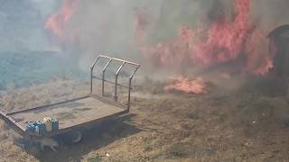 Wildfires destroy olive crop at Sicilian farm