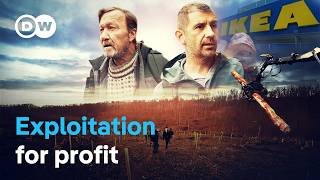 Flatpack forests - IKEA’s practices in the Carpathian Mountains | DW Documentary
