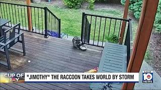 Meet world’s most famous raccoon