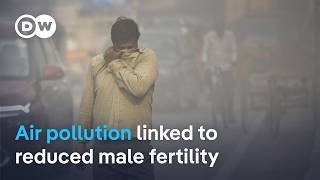 Research suggests air pollution harms male fertility | DW News