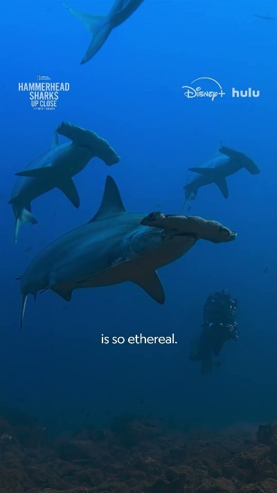 Dolphin Directions - #HammerheadSharksUpClose #Sharkfest