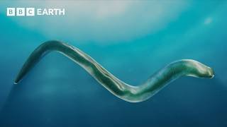 The ‘New Animal’ That Changed Everything | Evolution | BBC Earth Science