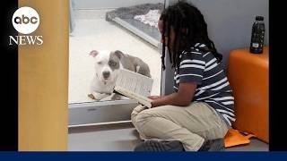 Florida boy reads to shelter dogs waiting for forever home