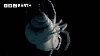 One Of The World's Rarest Carnivores | Madagascar | BBC Earth