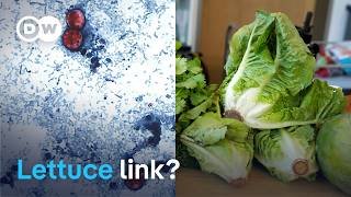 Cyclospora diarrhea outbreak in US linked to eating fresh food | DW News