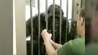 What could the laughter of great apes tell us about origin of speech?