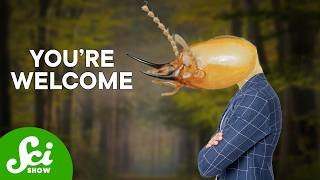 Rebuilding A Forest? Just Add Termites
