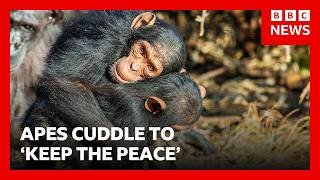 Great Apes kiss and cuddle to keep the peace, says study | BBC News