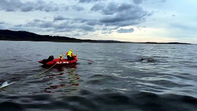 Whale Rescue