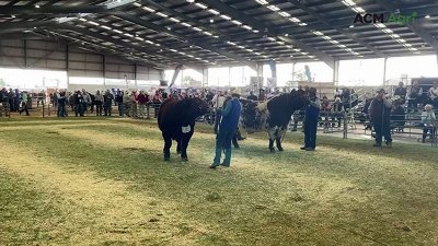 Grand champion bull sashed at 2026 National Shorthorn Show