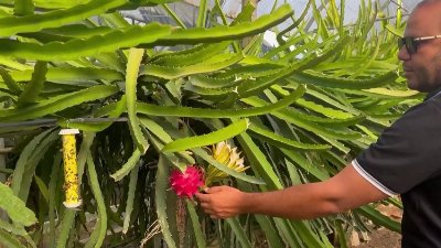 Agribusiness thrives in Tunisia