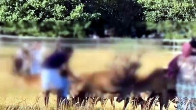 Richmond Park visitors slammed for 'stroking deer' as 'fatal incident' warning issued