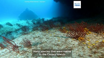 Exotic, invasive and neo-colonising species: what sets them apart, and how to deal with them