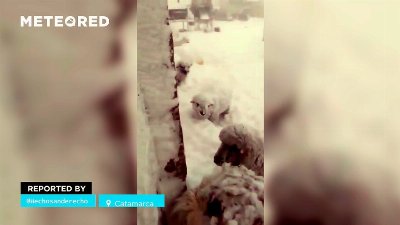 Extreme blizzard: Vehicles trapped as Catamarca, Argentina, is buried under the snow