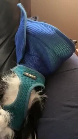 Dog Makes Wearing Recovery Cone Look Extra Tragic