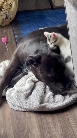 Giant Mastiff Shares Sweet Bond With Tiny Rescue Kitten