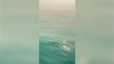 Vet Tech Rescues Drowning Raccoon From Lake Huron