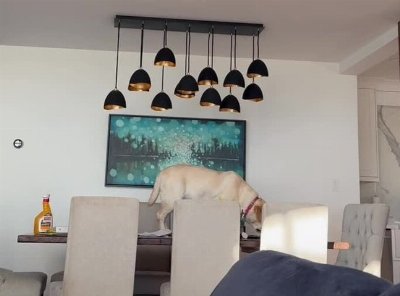 Labrador Climbs on Dining Table at Home