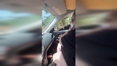Bison Leaves Woman Screaming During Drive Through Safari Feeding