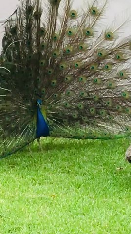 Peacocks Engage in Dramatic Face-Off