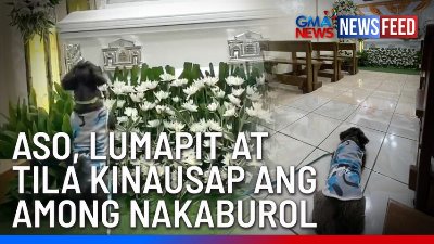 Aso, lumapit at tila kinausap ang among nakaburol | GMA News Feed